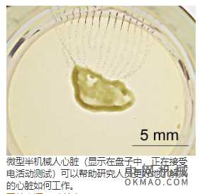 电子人的类器官通过器官发生为整个组织的电生理学植入纳米电子学:电子人的心脏可以帮助科学家更好地了解人体器官 中国机械网,okmao.com