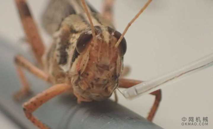 需要解决一些技术难题:研究人员距离嗅炸弹的机器人蝗虫仅一步之遥 中国机械网,okmao.com