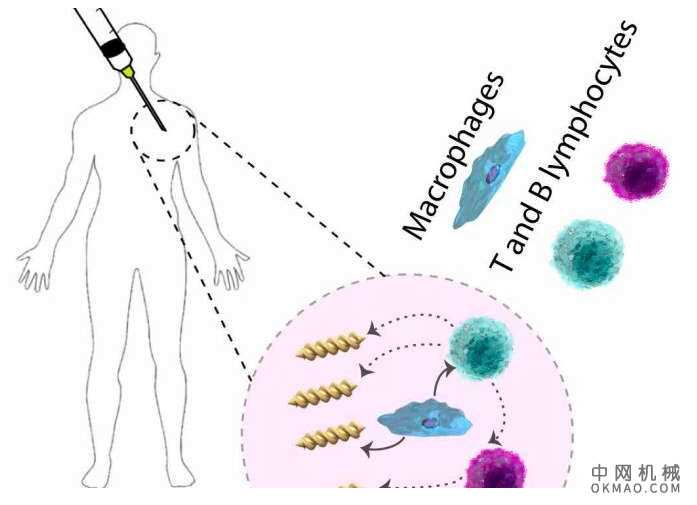探索微游泳医疗机器人与人体免疫系统之间的相互作用 中国机械网,okmao.com