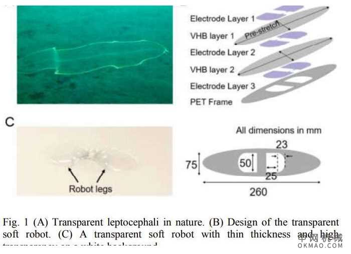 透明的人造肌肉，可在软机器人中伪装 中国机械网,okmao.com
