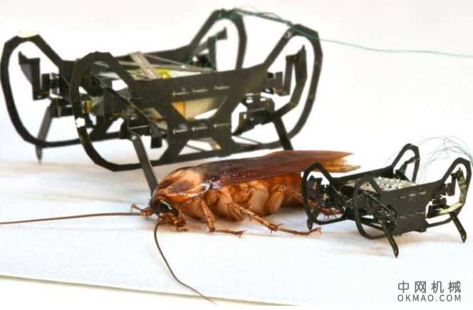下一代蟑螂启发的机器人虽然小巧但功能强大 中国机械网,okmao.com