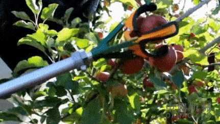 太疯狂了，新西兰研究出机器人摘猕猴桃 中国机械网,okmao.com