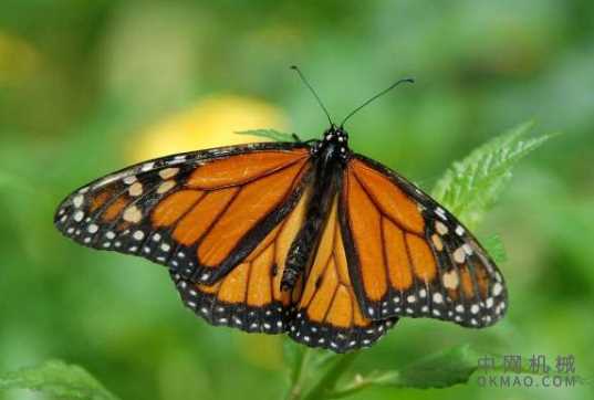 无人机的设计源于蝴蝶研究:波动的飞行节省了君主的精力 中国机械网,okmao.com
