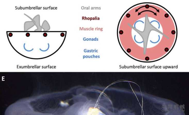 嵌入水母中的微电子技术可增强推进力 中国机械网,okmao.com