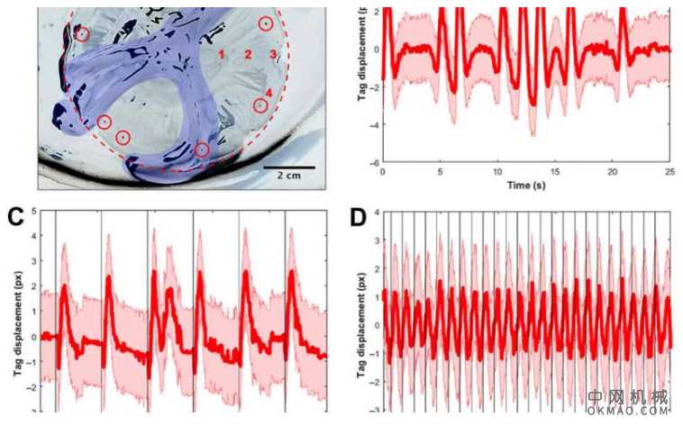 嵌入水母中的微电子技术可增强推进力 中国机械网,okmao.com