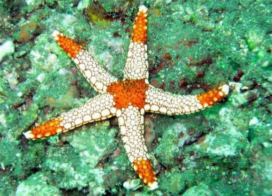 海星运动会激发出更好的机器人吗? 中国机械网,okmao.com