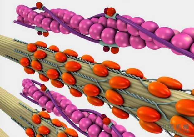 受陆军生物启发的理论研究可能使机器人在未来战场上更有效 中国机械网,okmao.com