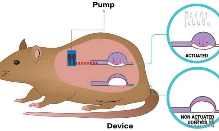 植入式设备的突破：迈向管理软组织免疫反应的一步 中国机械网,okmao.com