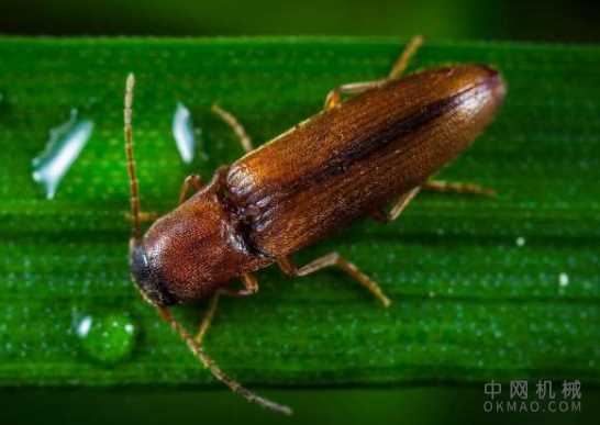 昆虫如何激发机器人的灵感：现代社会依靠机器人技术来执行各种各样的功能，这些功能对于工业制造系统以及建筑 中国机械网,okmao.com