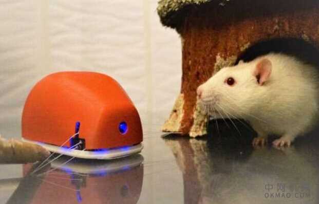 晶须感应无人机：昆士兰大学的一名工程师遵循自然的榜样，开发了用于无人机和机器人的晶须 中国机械网,okmao.com