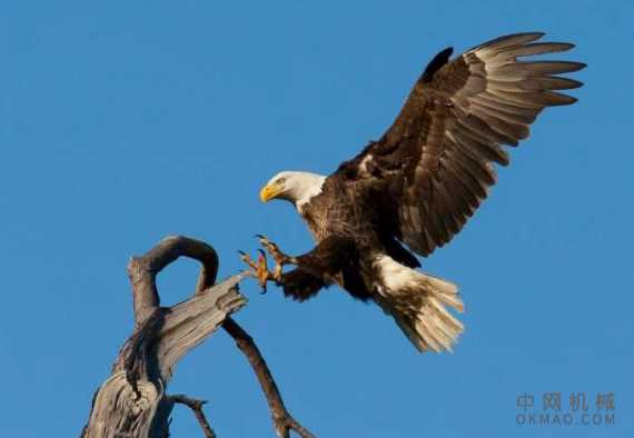 机器人如何像鸟一样降落？ 中国机械网,okmao.com
