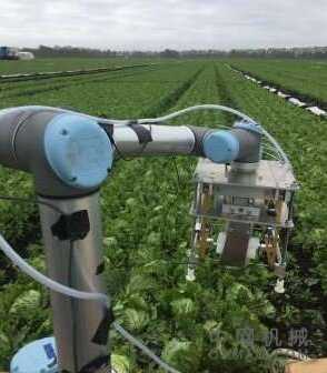 机器人使用机器学习来收获生菜:该机器人使用机器学习来识别和收获常见但具有挑战性的农作物 中国机械网,okmao.com