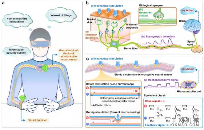 南洋理工大学郑元谨教授等研制出可拉伸、变形不敏感仿生触摸定位传感器 中国机械网,okmao.com