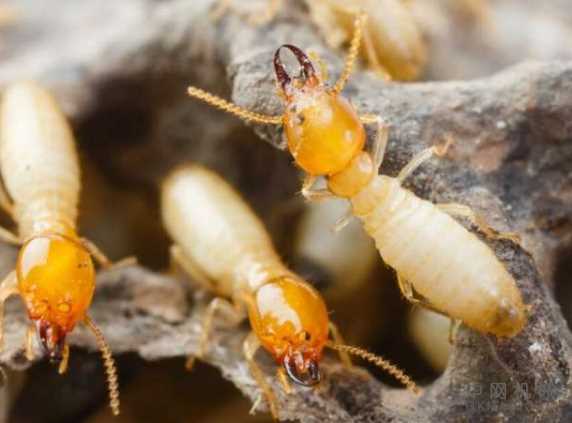 激发机器人群体新行为的社交动物 中国机械网,okmao.com