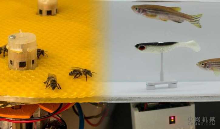 机器人使蜜蜂和鱼类彼此交谈 中国机械网,okmao.com