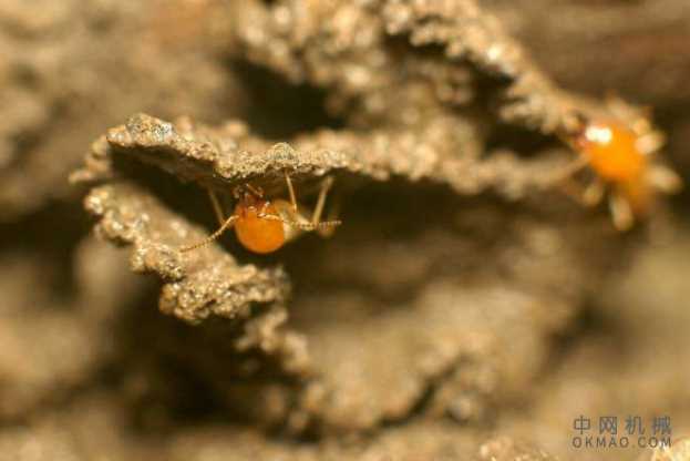 模仿自然的机器人可以建造未来的城市 中国机械网,okmao.com