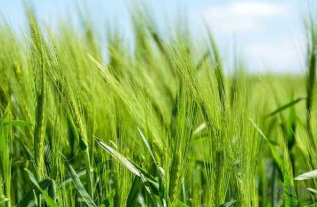 研究人员说,机器人可能会运行未来的农场 中国机械网,okmao.com