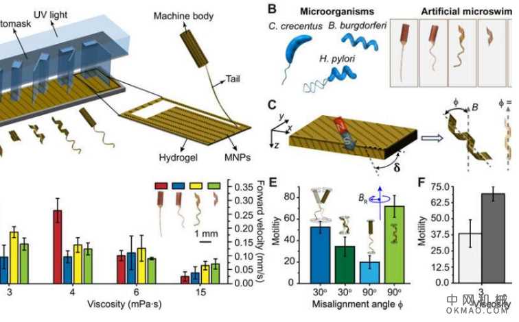 人工微游泳的自适应运动:该架构能够进行大的非线性变形,从而将自主权引入工程化的小型设备中 中国机械网,okmao.com