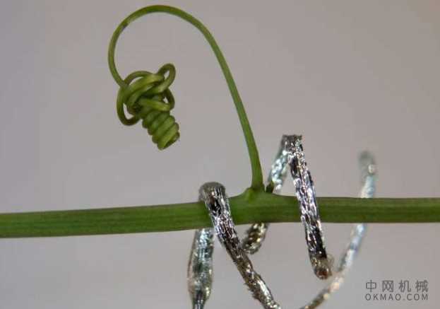 第一个能够爬上类似卷须的软机器人：它能够使用确定植物水分传输的相同物理原理进行卷曲和攀爬 中国机械网,okmao.com