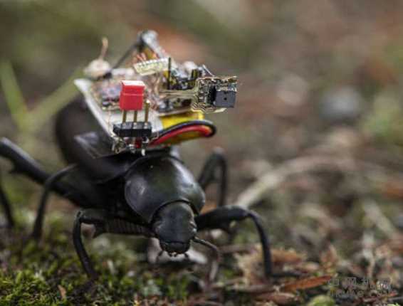 适用于甲虫的GoPro:研究人员为昆虫创建了一个机器人相机背包 中国机械网,okmao.com