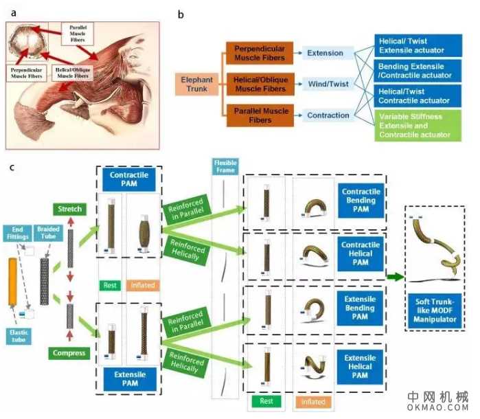 哈工大造出柔性机器人，人造肌肉能和象鼻一样灵活了 中国机械网,okmao.com