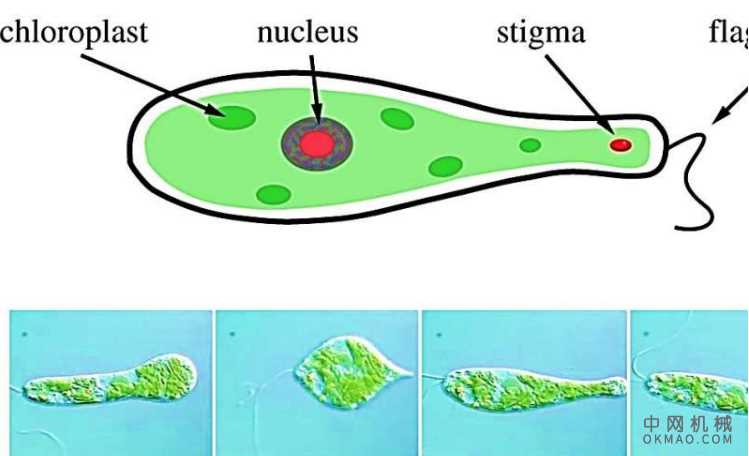 在软机器人中复制鹰骨运动:这种改变身体形状并在受限空间和混乱环境中移动的能力在工程仿生机器人中特别具有吸引力 中国机械网,okmao.com