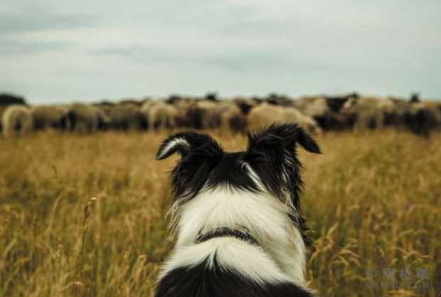 为什么我们将机器人编程为模仿牧羊犬 中国机械网,okmao.com