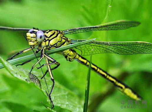 机器人从昆虫身上汲取灵感来跟踪目标 中国机械网,okmao.com