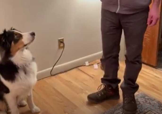 人工智能为狗训练和Upstart的低息贷款铺平了道路 中国机械网,okmao.com