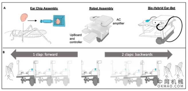 给机器人装上蝗虫耳朵，以色列科学家实现生物传感器新突破！ 中国机械网,okmao.com