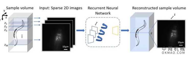 使用递归神经网络的3D荧光显微镜技术得到了提升 中国机械网,okmao.com