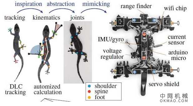 Roboreptile像真正的蜥蜴一样爬 中国机械网,okmao.com