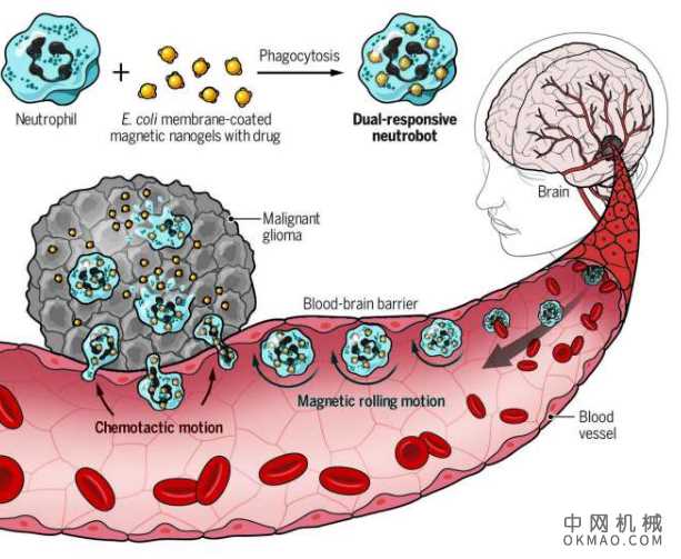 将药物走私到大脑而没有提醒免疫系统 中国机械网,okmao.com