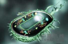 合成材料模仿生物：研究人员已经开发出了一系列模仿生物的柔软材料 中国机械网,okmao.com