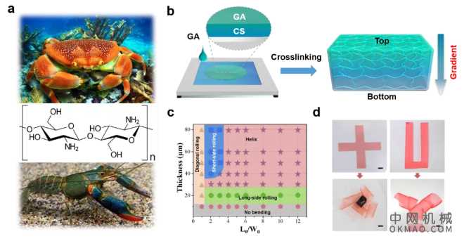 中科院深圳先进院杜学敏研究员等Research：发展天然高分子水凝胶材料三维形态可控编辑新策略 中国机械网,okmao.com