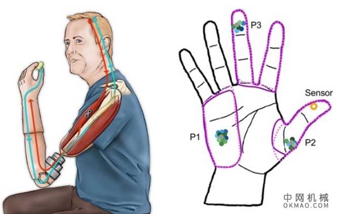 研究：长期使用机械手不会重新映射触觉 中国机械网,okmao.com